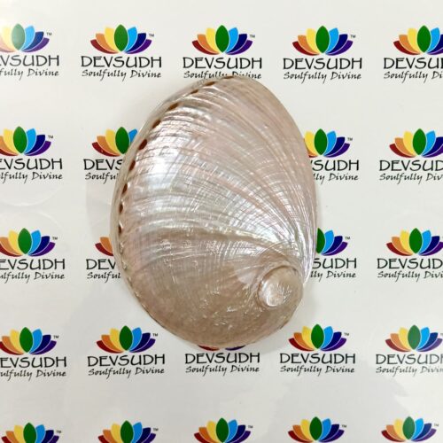 White Abalone Shell | Australian Abalone Shell (Premium, Polished)