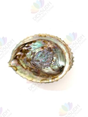 Pink Abalone shell | Mexican Abalone shell (Premium)