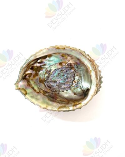 Pink Abalone shell | Mexican Abalone shell (Premium)