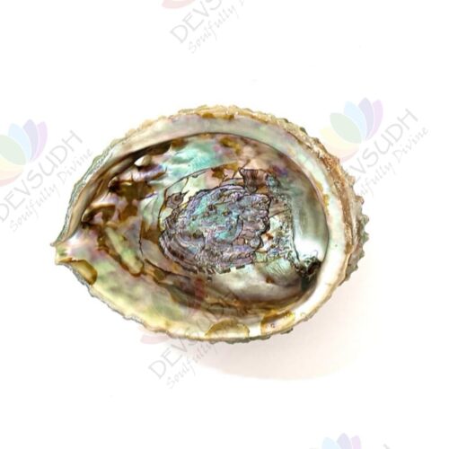 Pink Abalone shell | Mexican Abalone shell (Premium)