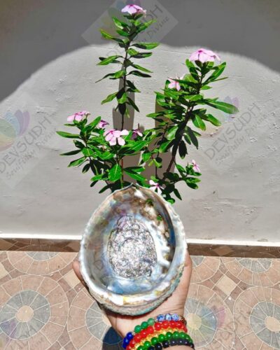 Pink Abalone shell | Mexican Abalone shell (Premium)