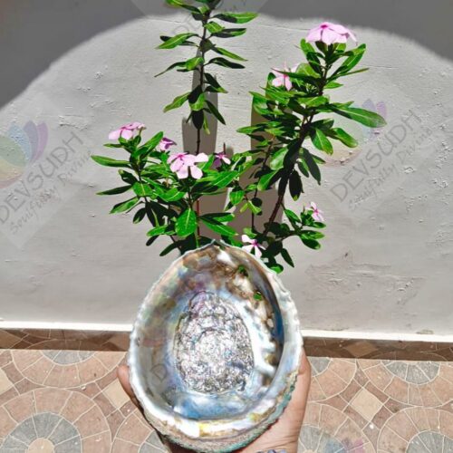 Pink Abalone shell | Mexican Abalone shell (Premium)