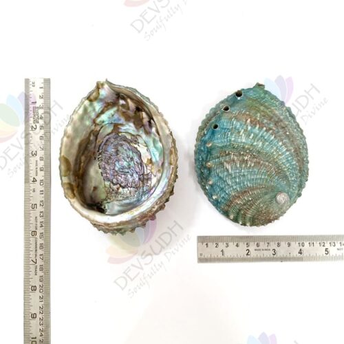 Pink Abalone shell | Mexican Abalone shell (Premium)