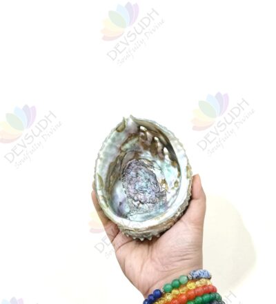 Pink Abalone shell | Mexican Abalone shell (Premium)
