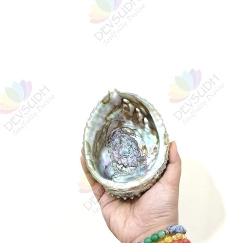Pink Abalone shell | Mexican Abalone shell (Premium)