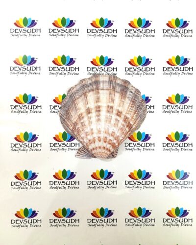 Lion's Paw scallop shell (A Shell of Passion, Power & Purpose)