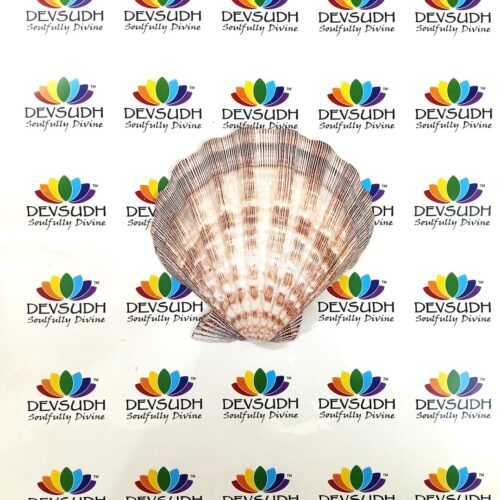 Lion's Paw scallop shell (A Shell of Passion, Power & Purpose)
