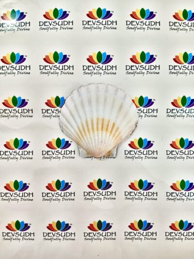 Natural Scallop Shell (3.5"- 4")