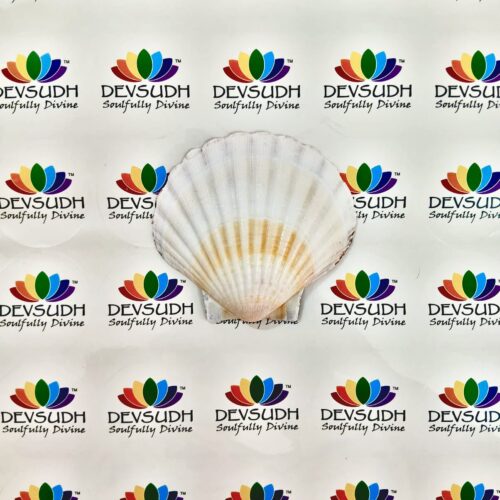 Natural Scallop Shell (3.5"- 4")