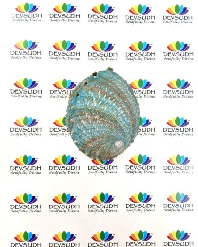 Pink Abalone shell | Mexican Abalone shell (Premium)
