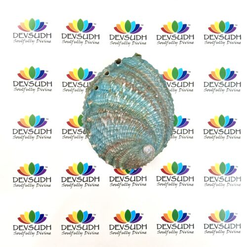 Pink Abalone shell | Mexican Abalone shell (Premium)