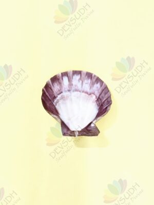 Lion's Paw scallop shell (A Shell of Passion, Power & Purpose)