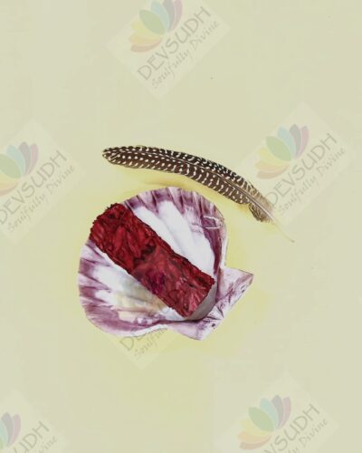 Lion's Paw scallop shell (A Shell of Passion, Power & Purpose)