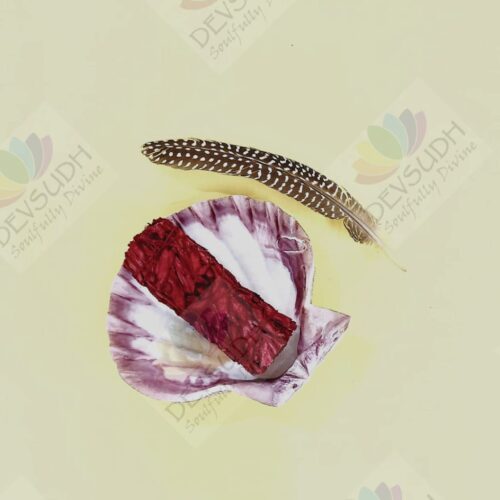 Lion's Paw scallop shell (A Shell of Passion, Power & Purpose)