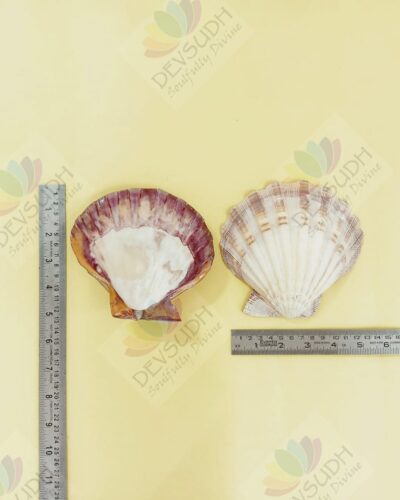 Lion's Paw scallop shell (A Shell of Passion, Power & Purpose)