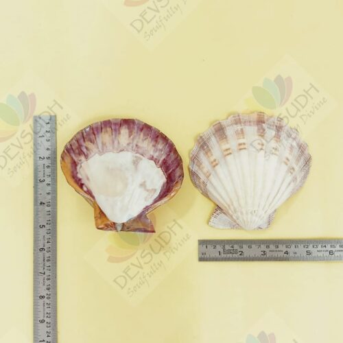 Lion's Paw scallop shell (A Shell of Passion, Power & Purpose)