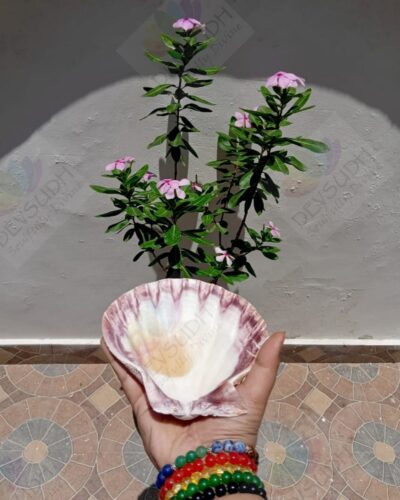 Lion's Paw scallop shell (A Shell of Passion, Power & Purpose)