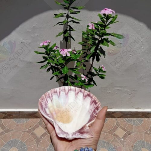 Lion's Paw scallop shell (A Shell of Passion, Power & Purpose)