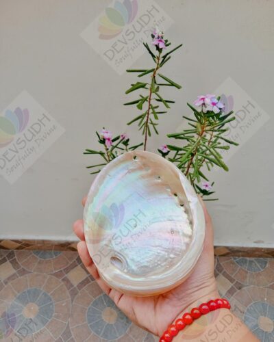 White Abalone Shell | Australian Abalone Shell (Premium, Polished)