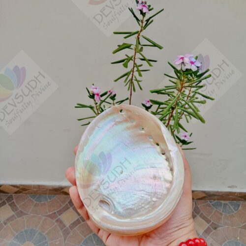 White Abalone Shell | Australian Abalone Shell (Premium, Polished)