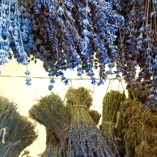 Kashmiri Lavender Bunch (Lavender Luxe)