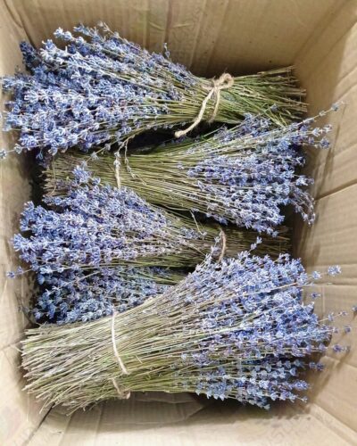 Kashmiri Lavender Bunch (Lavender Luxe)