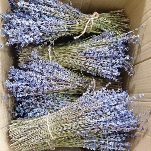 Kashmiri Lavender Bunch (Lavender Luxe)