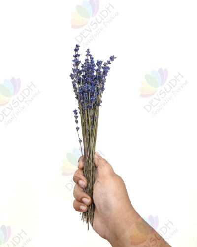 Kashmiri Lavender Bunch - 60 stems, 12"- 13" length (Lavender Petite)